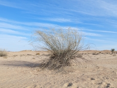 Gomphocarpus filiformis image