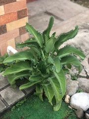 Kalanchoe laetivirens