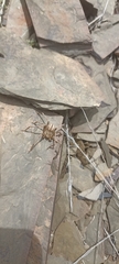 Eusparassus