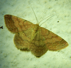 Scopula rubiginata