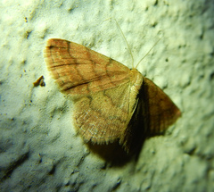 Scopula rubiginata