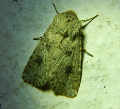Anarta sodae
