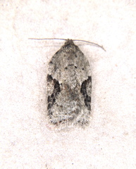 Acleris