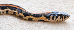 Thamnophis cyrtopsis