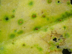 Puccinia acetosae
