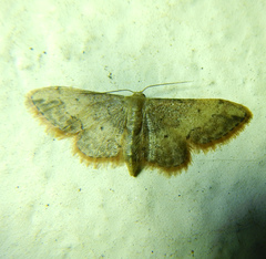 Idaea efflorata