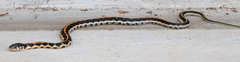 Thamnophis cyrtopsis