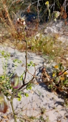 Osteospermum monstrosum