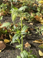 Silene latifolia