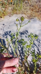Osteospermum monstrosum