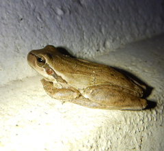 Hyla meridionalis