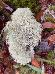 Cladonia evansii