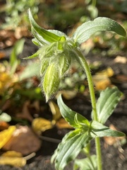 Silene latifolia