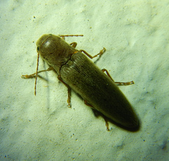 Synaptus filiformis