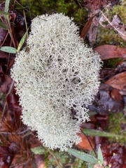 Cladonia evansii