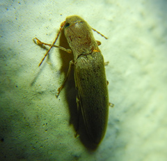 Synaptus filiformis