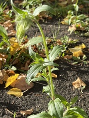 Silene latifolia