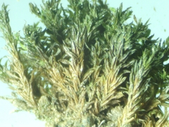 Zygodon viridissimus