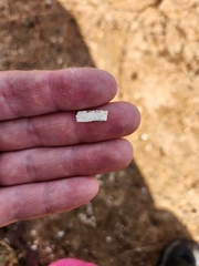 Dasypus novemcinctus