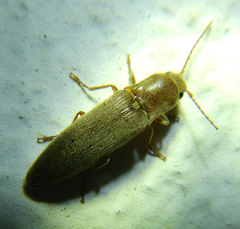 Synaptus filiformis
