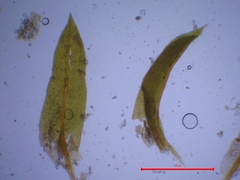 Zygodon viridissimus