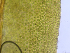 Zygodon viridissimus