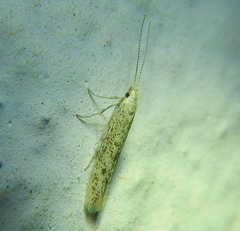 Yponomeutoidea