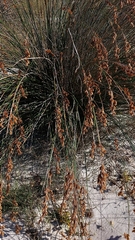 Thamnochortus insignis