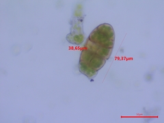 Zygodon viridissimus