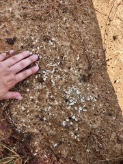 Dasypus novemcinctus