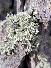 Ramalina labiosorediata