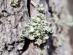 Ramalina labiosorediata