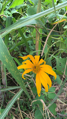 Tithonia diversifolia