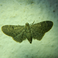 Eupithecia ultimaria