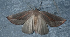 Compsoptera opacaria