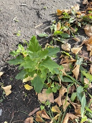 Chenopodium album
