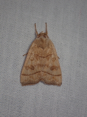 Ipimorpha pleonectusa