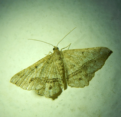 Chiasmia aestimaria
