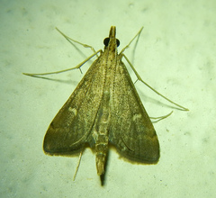 Dolicharthria punctalis