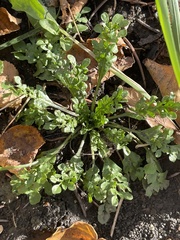 Capsella bursa-pastoris