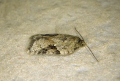 Acleris