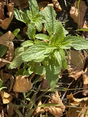 Stachys annua