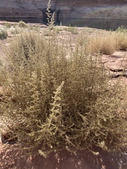 Salsola