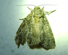 Acronicta rumicis
