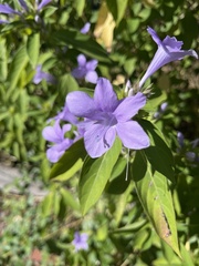 Barleria