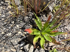 Oenothera oakesiana