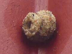 Apterona helicoidella