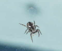 Mexigonus