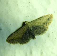 Araeopteron ecphaea