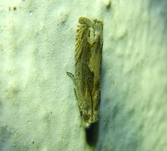 Eucosma conterminana